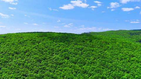 Bright green dense tops of deciduous trees in the forest. Aerial view Stock Footage 311201852