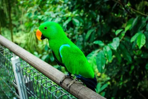 Bright Green Eclectus Parrot Perched On A Fence Stock Photos