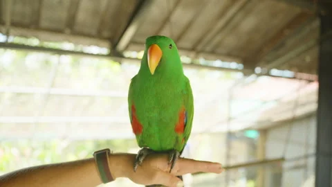 Bright Green Eclectus Parrot Standing on Hand with Open Wings and Red Markings 스톡 동영상 314005520
