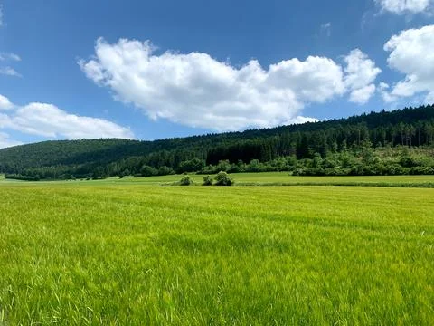 Bright green fields stretch towards a forest under a sunny sky filled with fl Stock Photos