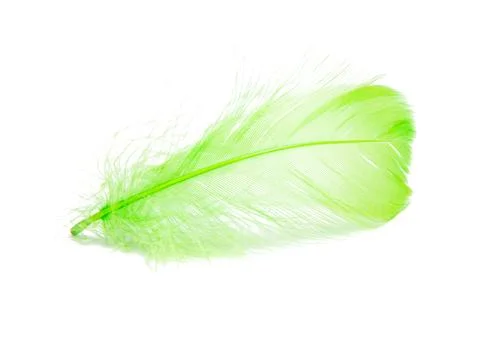 Bright green fluffy elegance feather isolated on the white background Stock Photos