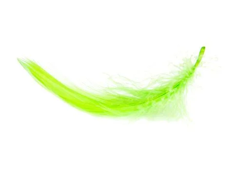 Bright green fluffy elegance feather isolated on the white background Stock Photos