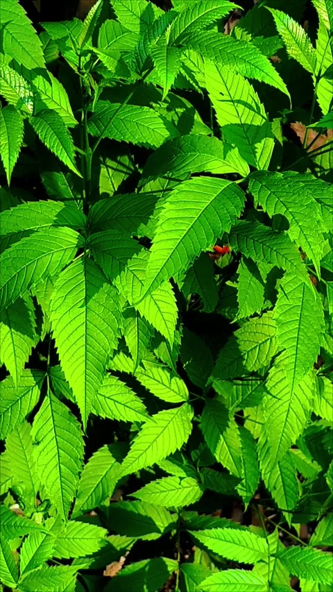Bright Green Foliage Up Close Stock Footage 312104767