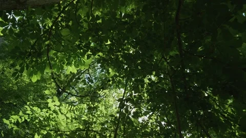 Bright green foliage forms a thriving forest canopy Stock-Footage 336911089
