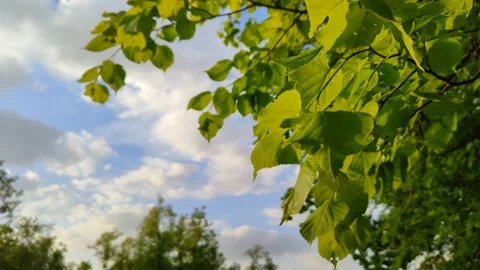 Bright green foliage on a tree lit by the sun. Leaves swaying in the wind Stock Footage 196486331