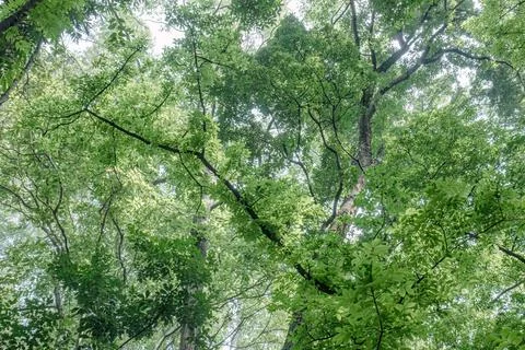 Bright Green Forest Canopy with Dramatic Diagonal Branch Stock Photos