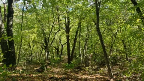 Bright green forest trees with sunlight, peaceful summer woodland scenery Video stock 319983345