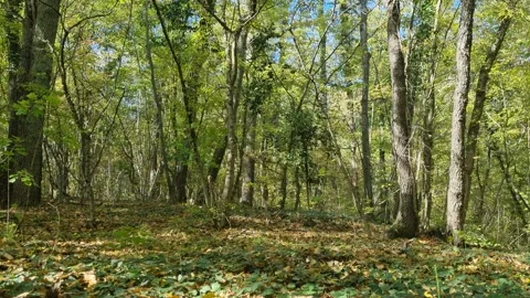 Bright Green Forest Trees with Sunlight and Dense Vegetation Stock Footage 320771359