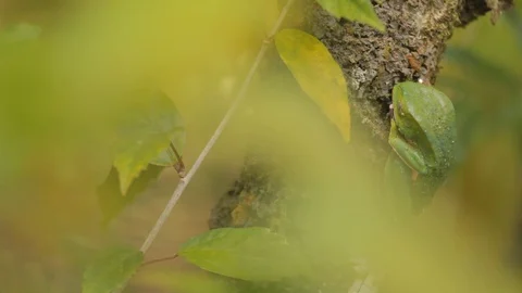 Bright green Frog hiding in a tree Stockbeeldmateriaal 109206293