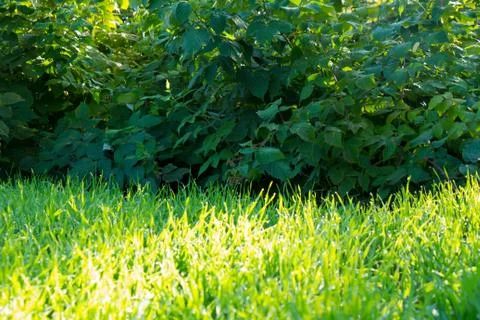 Bright green grass and raspberry bushes in the background as background Fotos Stock