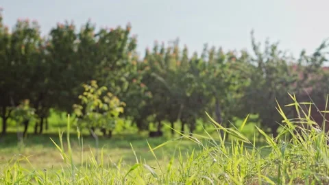 Bright green grass on the background of an apple orchard at sunset Stock Footage 244913734