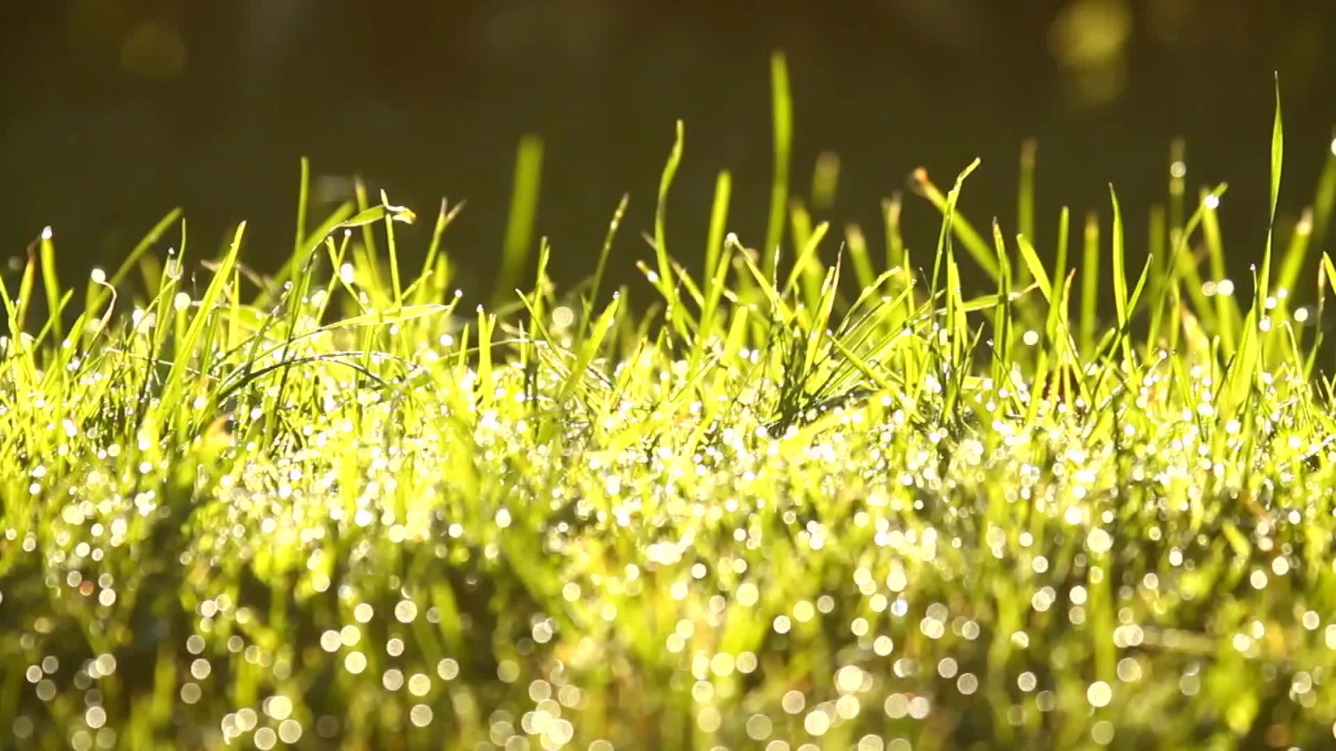 Bright green grass background with dew d... | Stock Video | Pond5