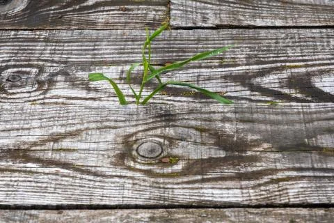 Bright green grass on the background of an old wooden board. Stock Photos