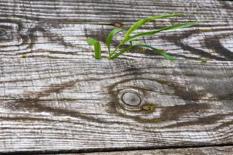 Bright green grass on the background of an old wooden board. Stock Photos