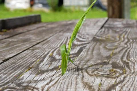 Bright green grass on the background of an old wooden board. Stock Photos