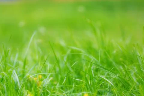Bright green grass background Stock Photos
