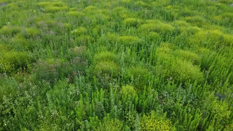 Bright green grass background. Wild field. Stock Footage 201025823