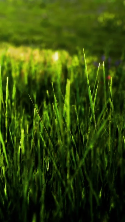 Bright green grass in a field during a sunny day in spring Stock Footage 346756116