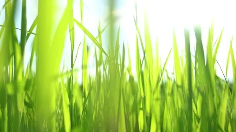 Bright green grass in a field at sunset Stock Footage 133779645