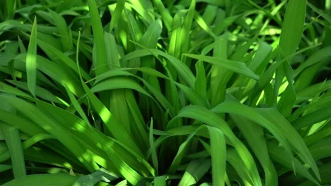 Bright green grass on field. texture background Stock Footage 275200141