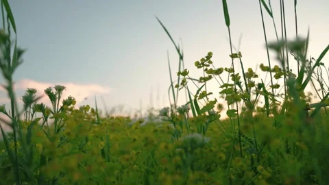 Bright green grass with flowers in spring meadow. Blue sky, camera movement Stock Footage 297003579