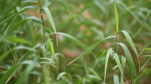 Bright green grass is in focus in the foreground Stock Footage 140121273
