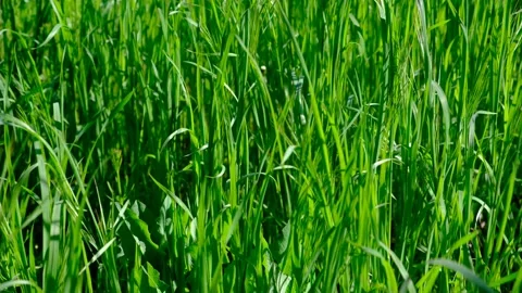 Bright green grass in the garden.  Stock Footage 195947372