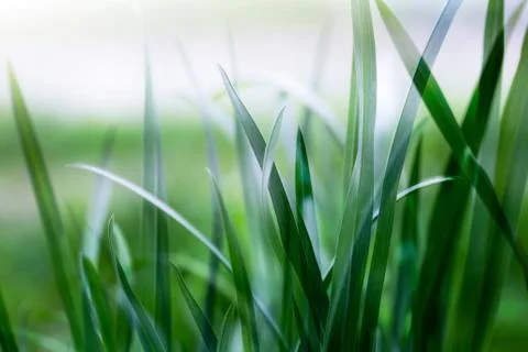 Bright green grass Stock Illustration