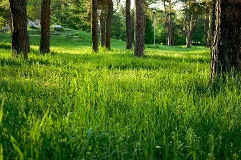 Bright green grass in the middle of tree trunks in the park illuminated Stock Photos