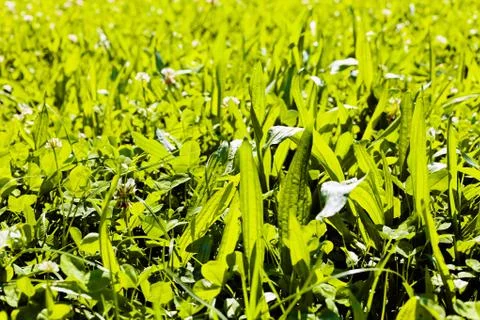 Bright green grass Stock Photos