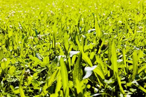 Bright green grass Stock Photos