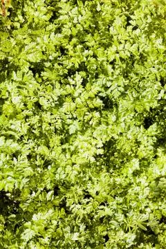 Bright green grass Stock Photos