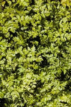 Bright green grass Stock Photos