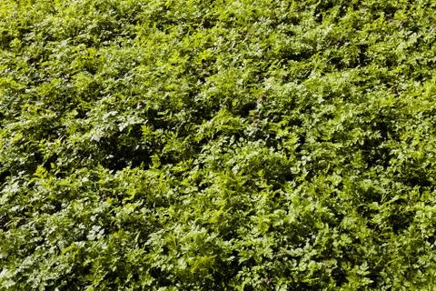 Bright green grass Stock Photos