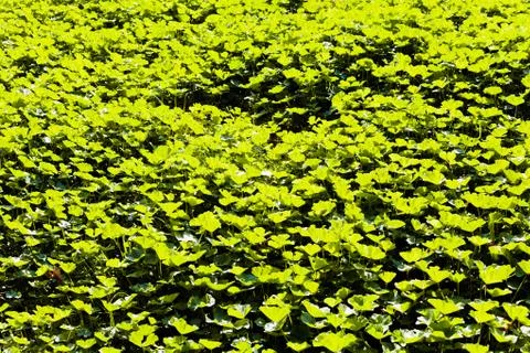Bright green grass Stock Photos