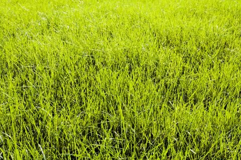 Bright green grass Stock Photos