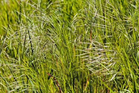 Bright green grass Stock Photos
