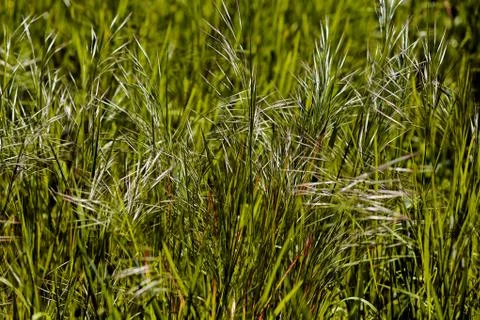 Bright green grass Stock Photos