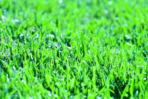 Bright Green Grass Stock Photos