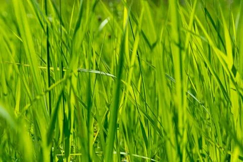 Bright green grass Stock Photos