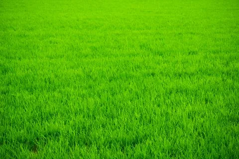 Bright green grass. Stock Photos