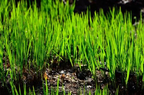 Bright green grass in spring. Stock Photos