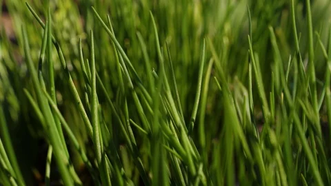 Bright green grass sways in the wind. Close-up of a lawn. Stock Footage 129713511