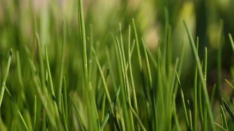 Bright green grass sways in the wind. Close-up of a lawn. Stock Footage 130167807