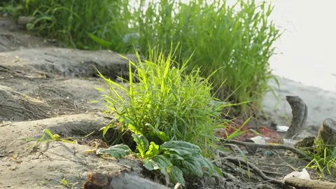 Bright green grass tuft growing on muddy river bank ground Stock Footage 337752707
