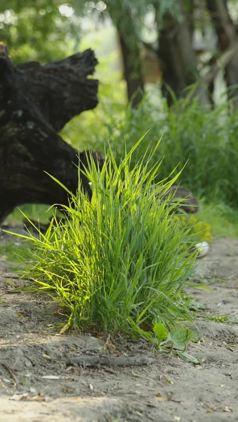 Bright green grass tuft illuminated by sunlight on sandy ground Stock Footage 337752711