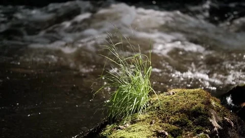 Bright green grass tuft thriving on mossy stone, illuminated sunlight. closeup. Stock Footage 318965993