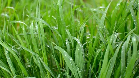 Bright green grass under rain shower with lots of water drops on the leaves. Stock Footage 74706257