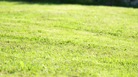 Bright green grass under warm sun Stock Footage 342424132