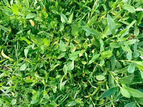 Bright green grass.Grass Texture. Stock Photos